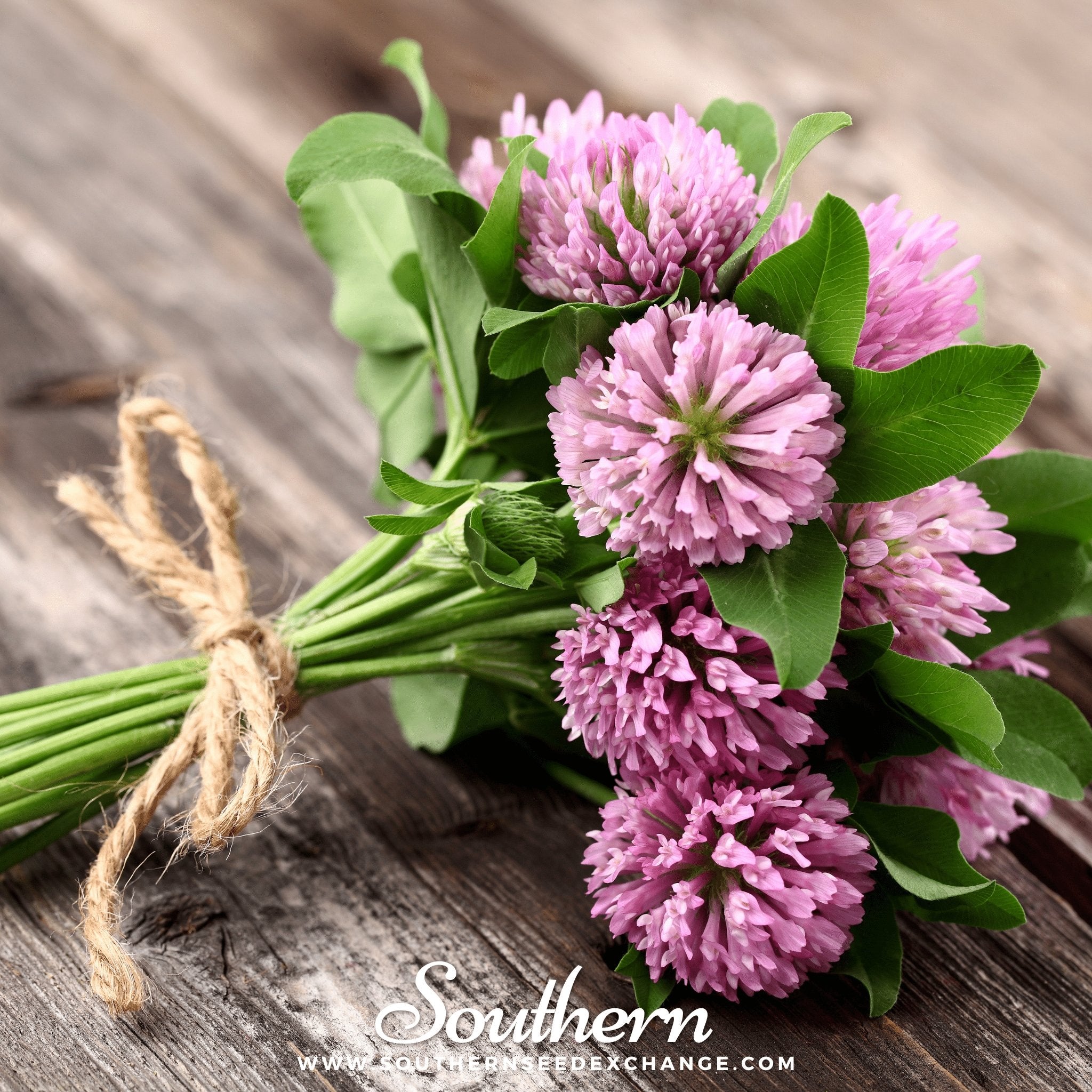 Southern Seed Exchange Clover, Red (Trifolium Pratense) - 200 Seeds