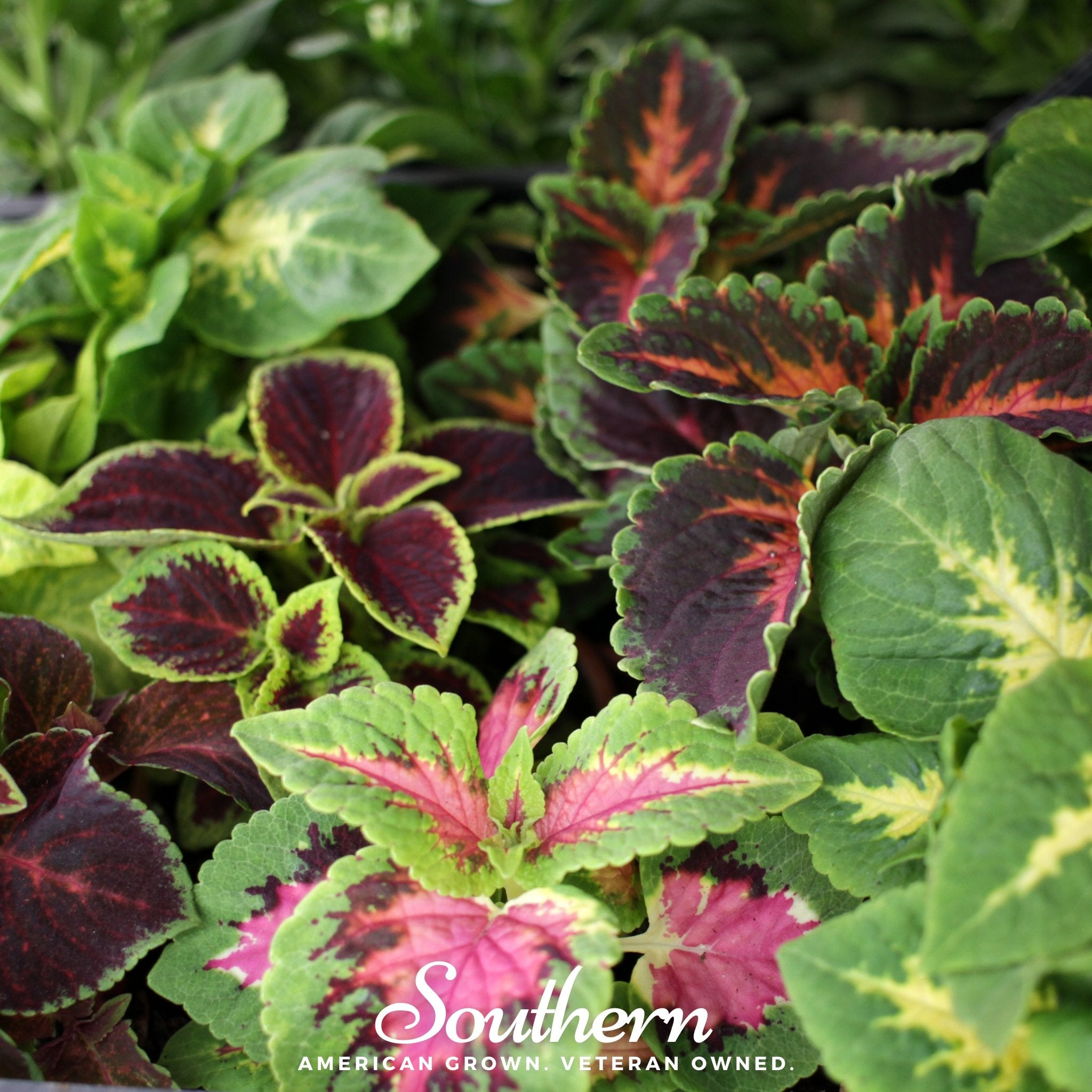 Coleus, Rainbow Mix (Solenostemon scutellarioides) - 250 Seeds - Southern Seed Exchange