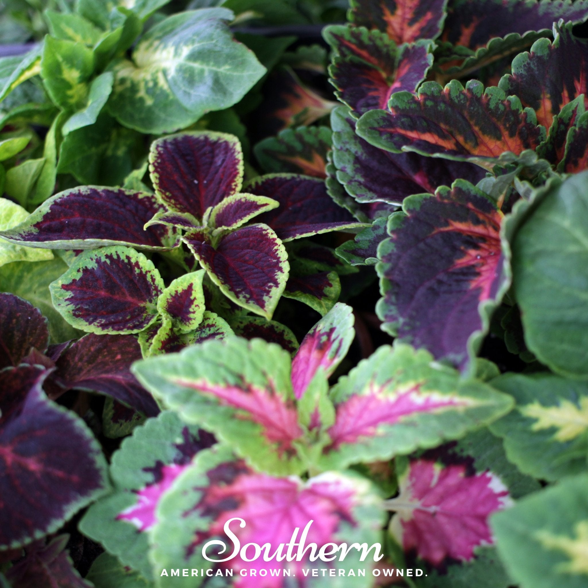 Coleus, Rainbow Mix (Solenostemon scutellarioides) - 250 Seeds - Southern Seed Exchange