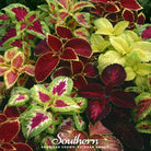 Coleus, Rainbow Mix (Solenostemon scutellarioides) - 250 Seeds - Southern Seed Exchange