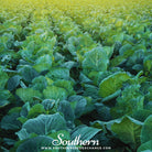 Southern Seed Exchange Collard, Champion (Brassica oleracea) - 100 Seeds