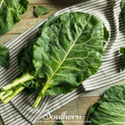 Southern Seed Exchange Collard, Champion (Brassica oleracea) - 100 Seeds