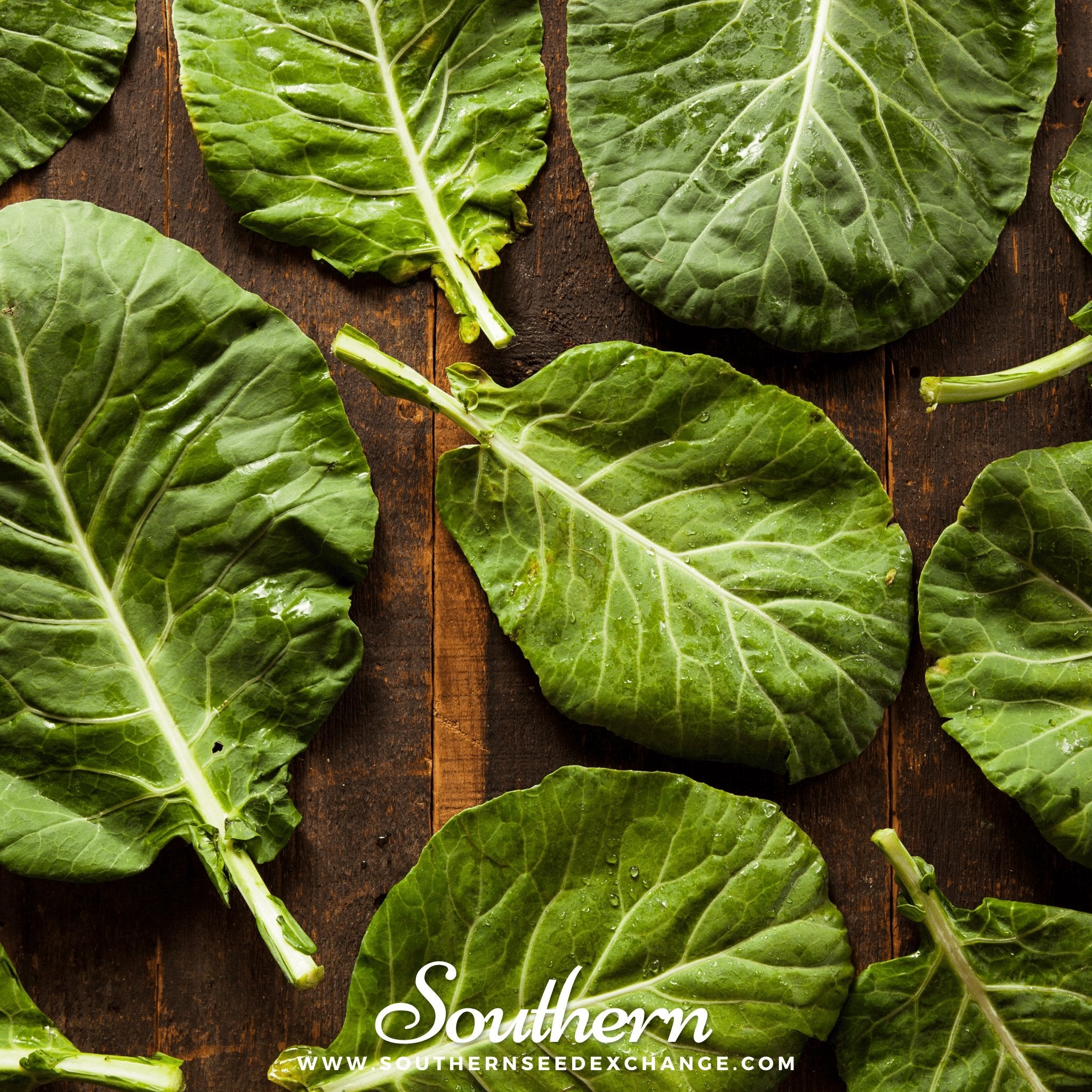 Southern Seed Exchange Collard, Champion (Brassica oleracea) - 100 Seeds