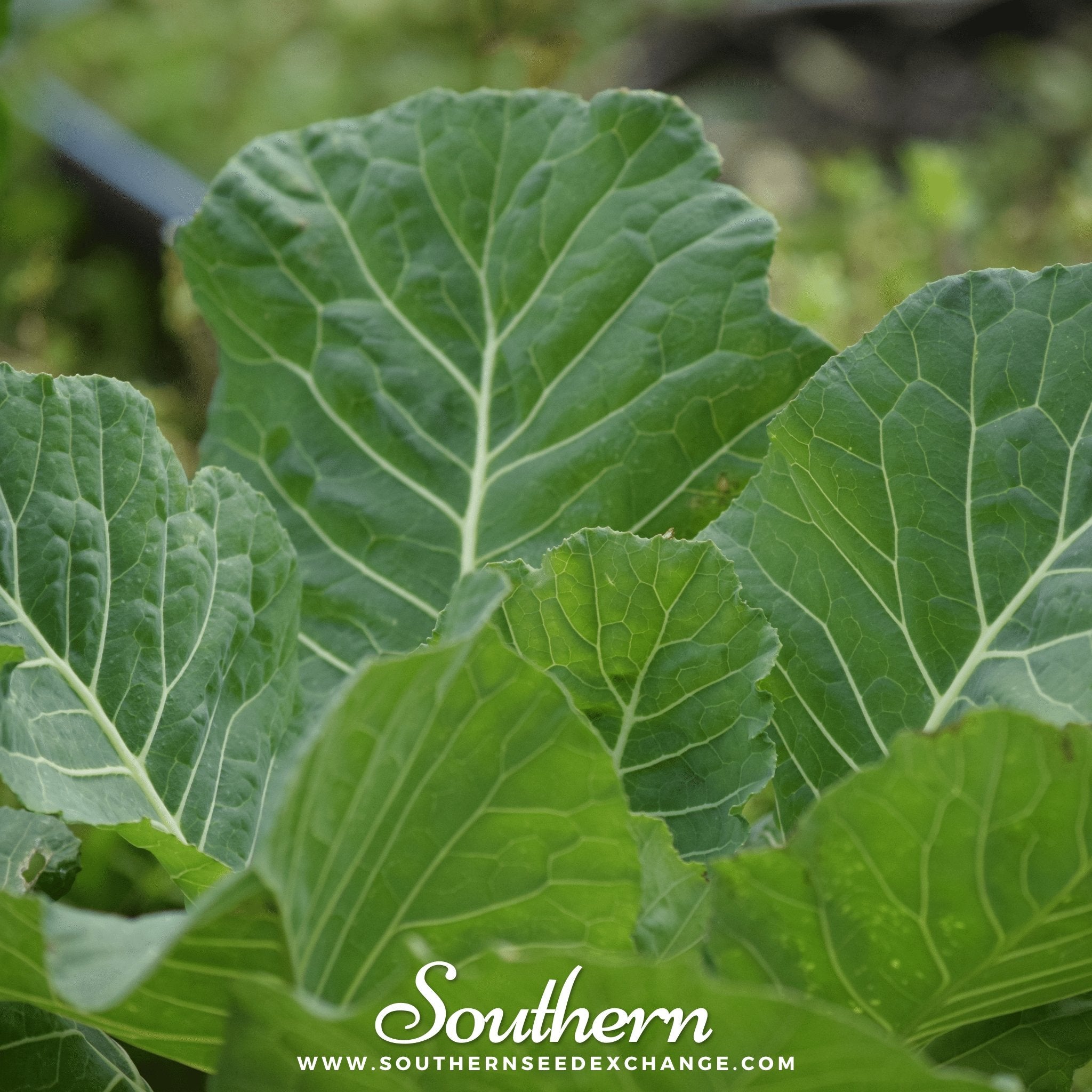 Southern Seed Exchange Collard, Vates (Brassica oleracea) - 200 Seeds