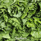 Southern Seed Exchange Collard, Vates (Brassica oleracea) - 200 Seeds