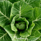 Southern Seed Exchange Collard, Vates (Brassica oleracea) - 200 Seeds