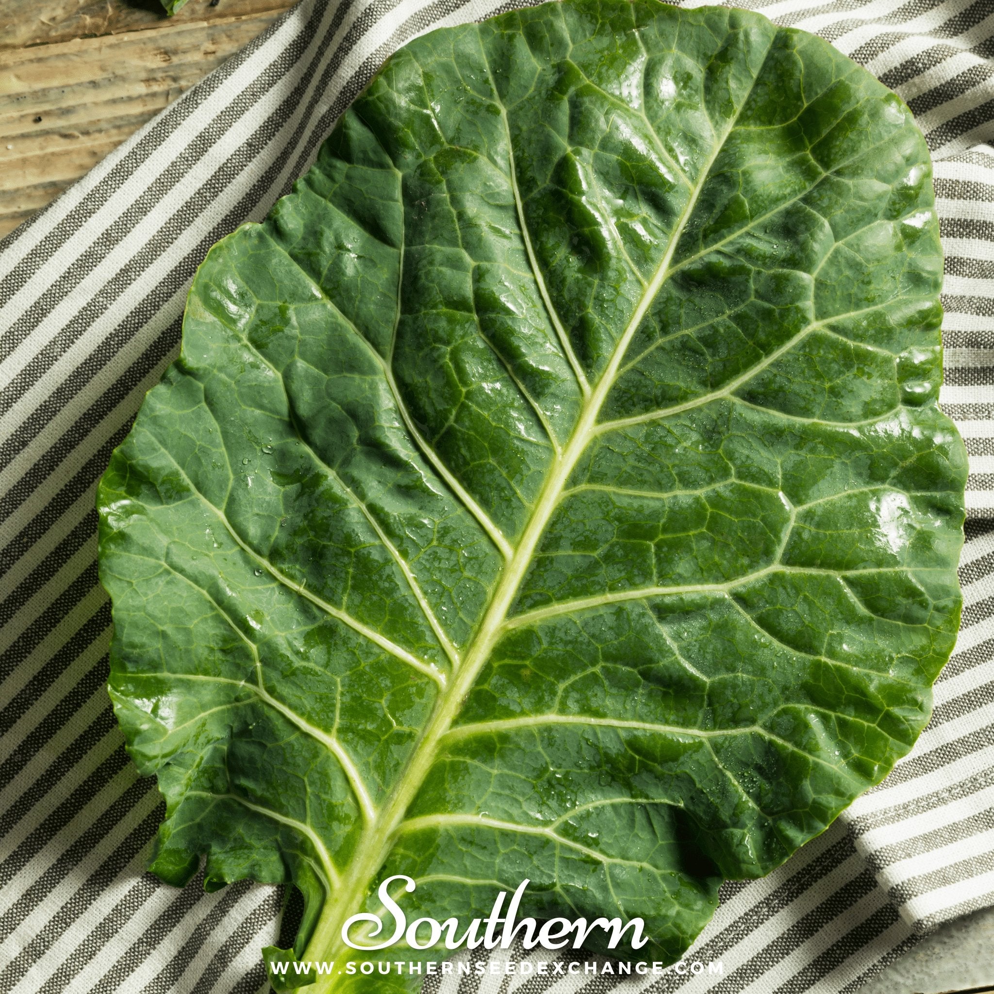 Southern Seed Exchange Collard, Vates (Brassica oleracea) - 200 Seeds