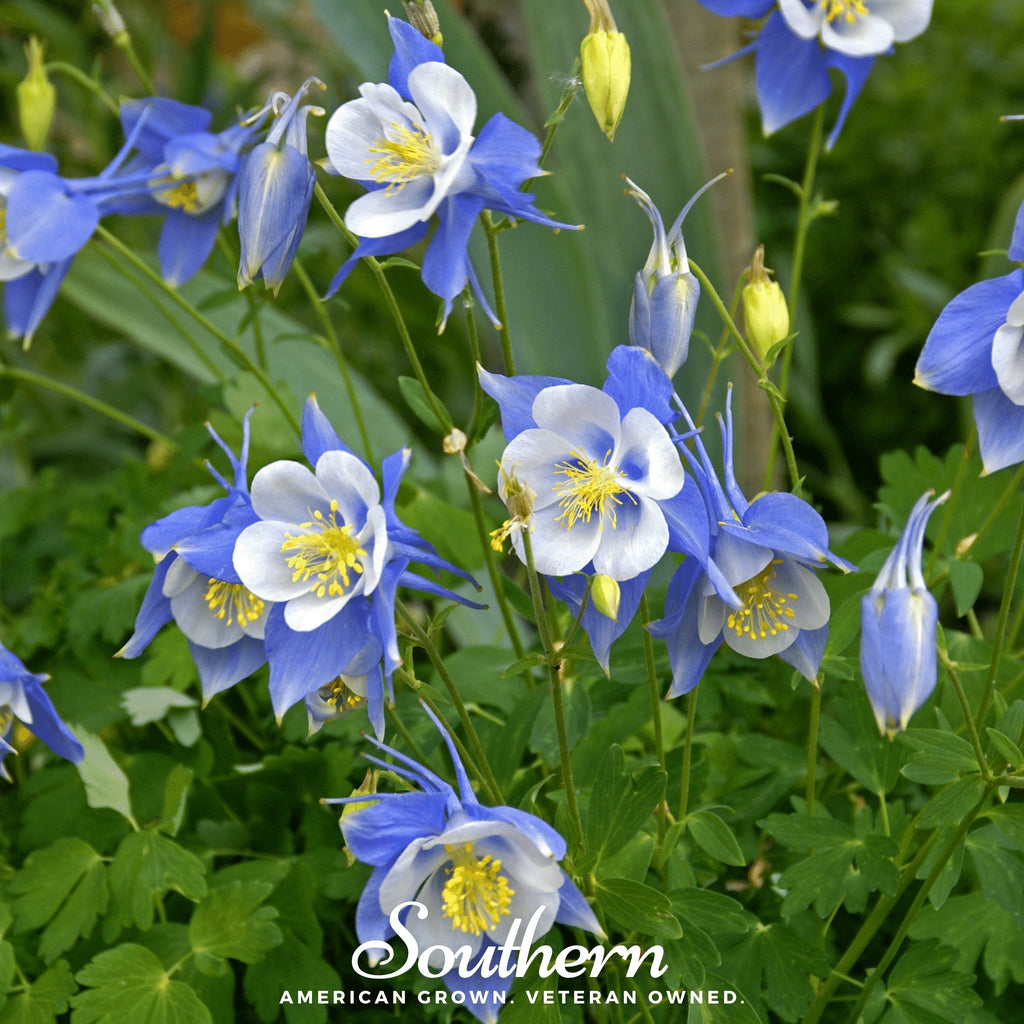 Columbine, Colorado Blue (Aquilegia vulgaris) - 100 Seeds - Southern Seed Exchange