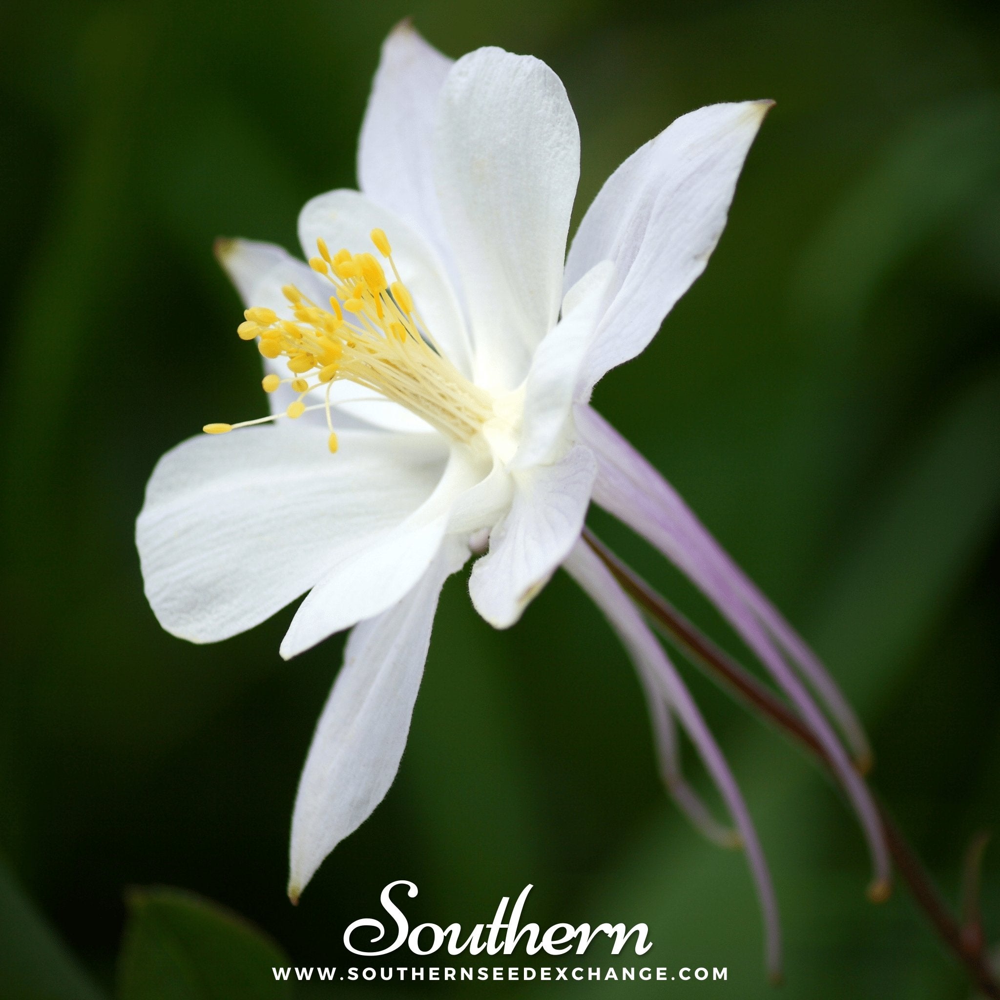 Southern Seed Exchange Columbine, Crystal Star (Aquilegia Caerulea Crystal Star) - 25 Seeds