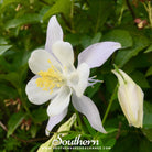 Southern Seed Exchange Columbine, Crystal Star (Aquilegia Caerulea Crystal Star) - 25 Seeds