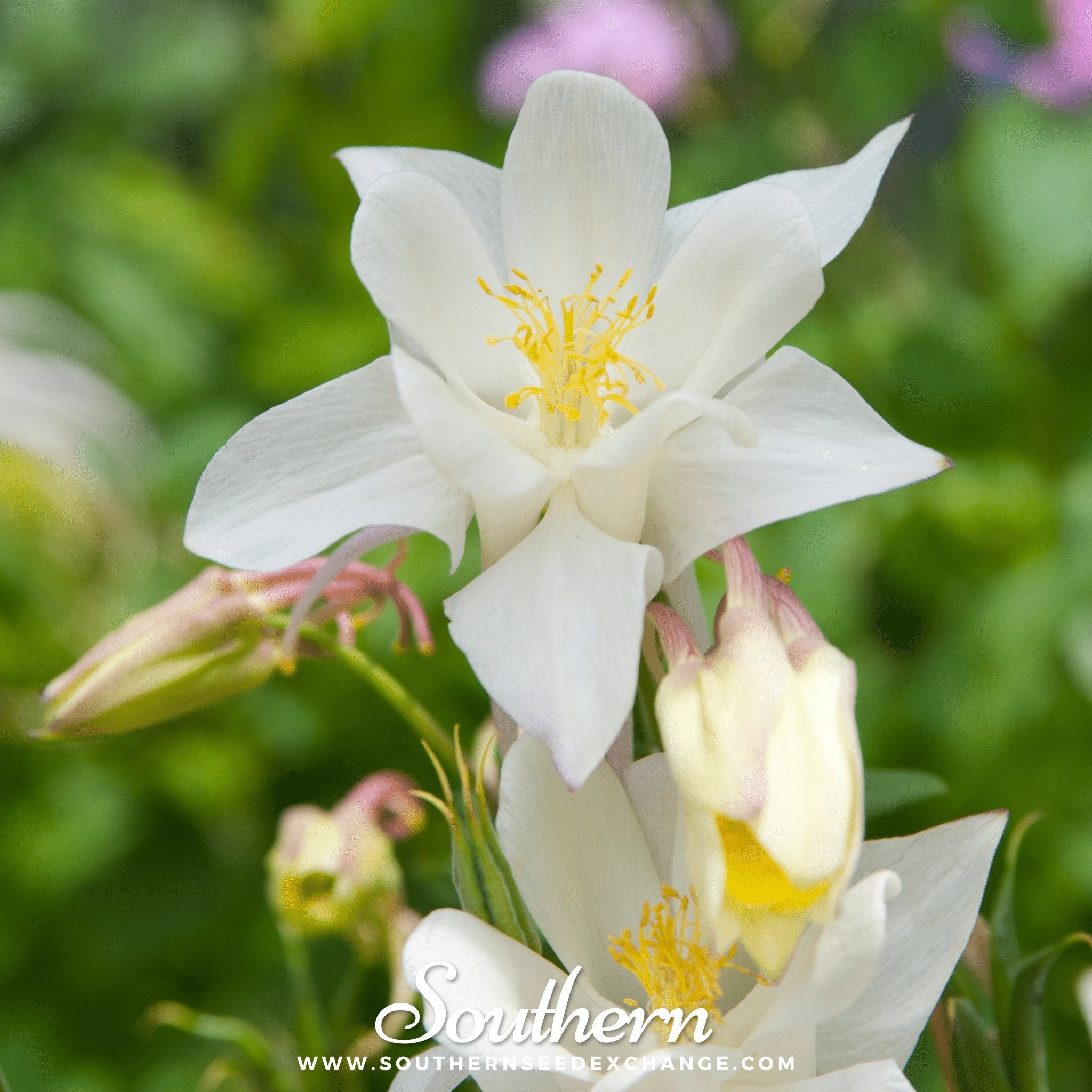 Southern Seed Exchange Columbine, Crystal Star (Aquilegia Caerulea Crystal Star) - 25 Seeds