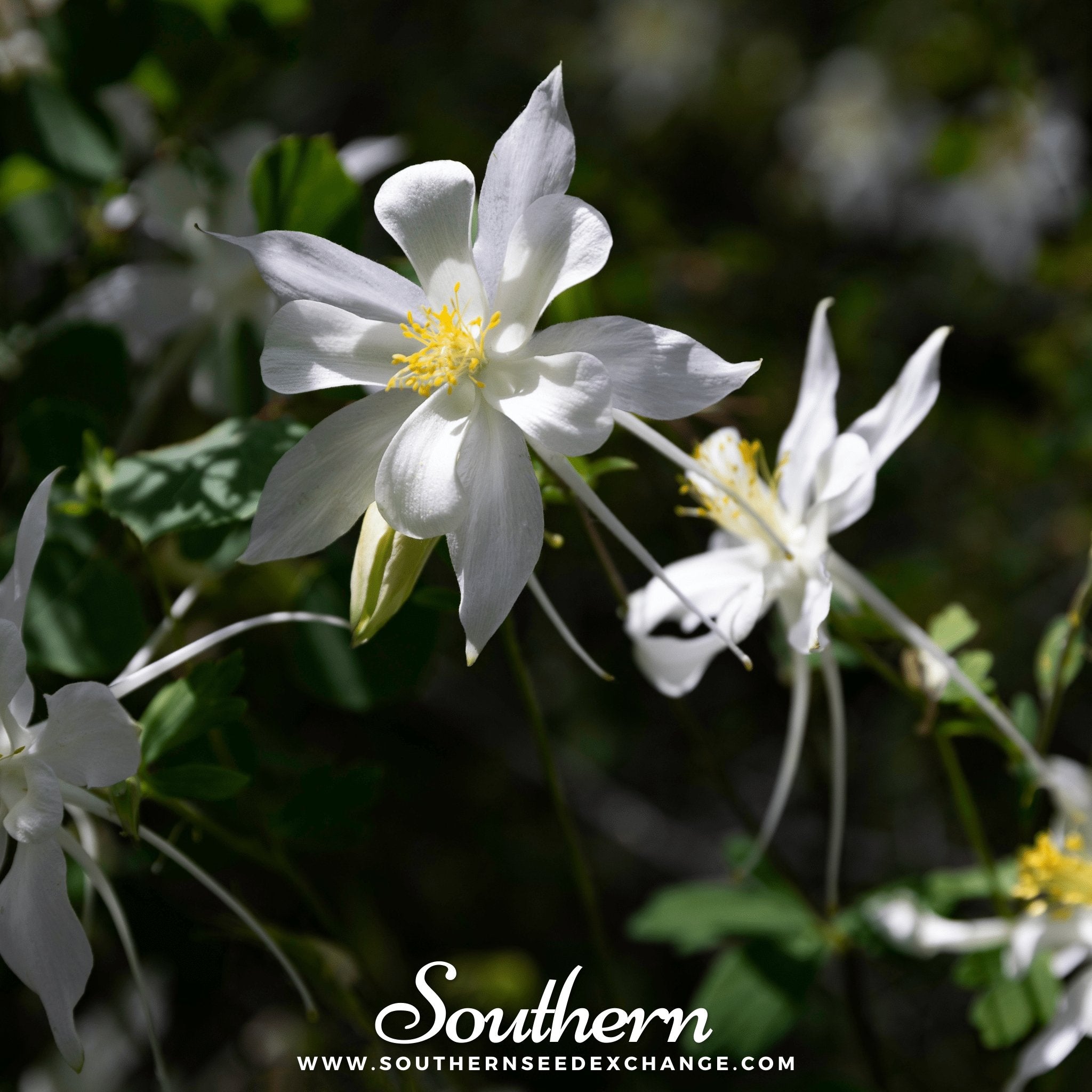 Southern Seed Exchange Columbine, Crystal Star (Aquilegia Caerulea Crystal Star) - 25 Seeds