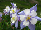 Southern Seed Exchange Columbine, Dwarf (Aquilegia coerulea) - 100 Seeds