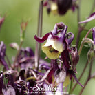 Southern Seed Exchange Columbine, Oriental (Aquilegia oxysepala) - 100 Seeds