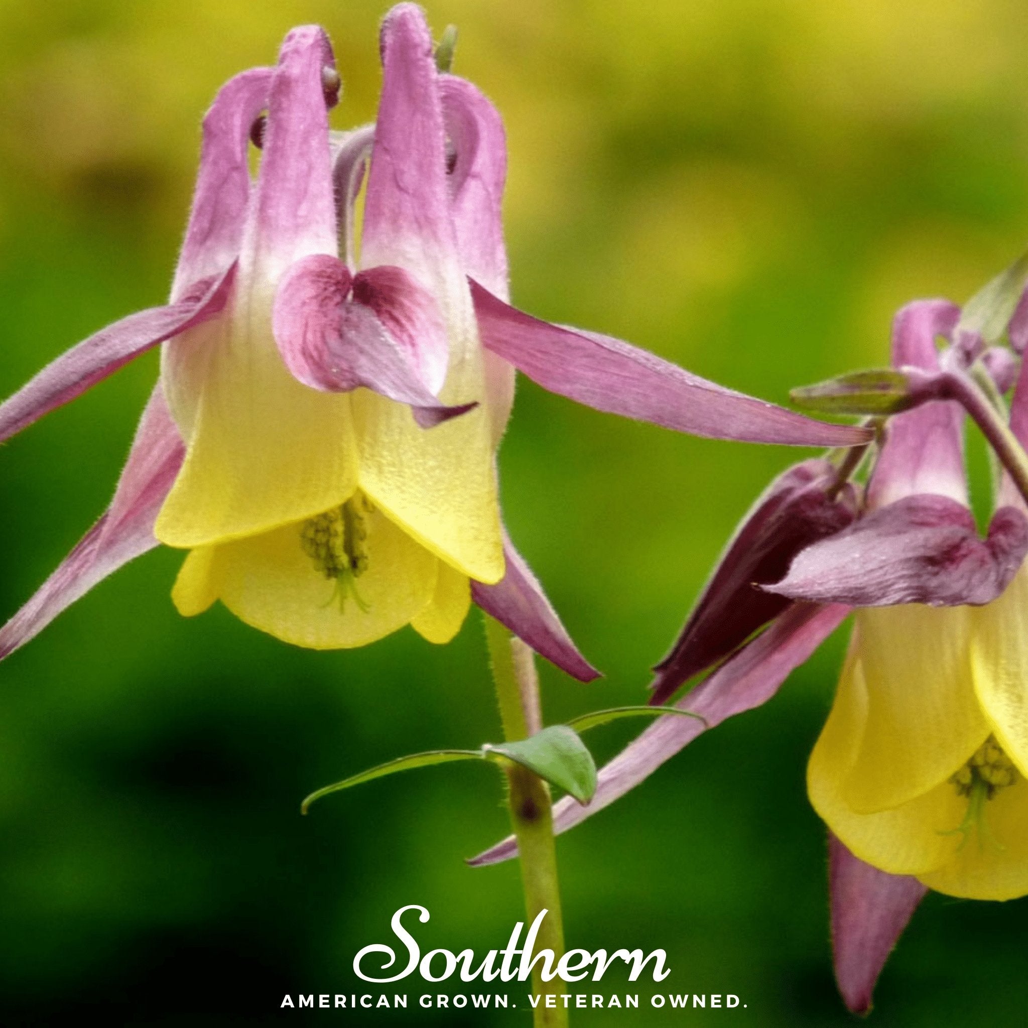 Southern Seed Exchange Columbine, Oriental (Aquilegia oxysepala) - 100 Seeds