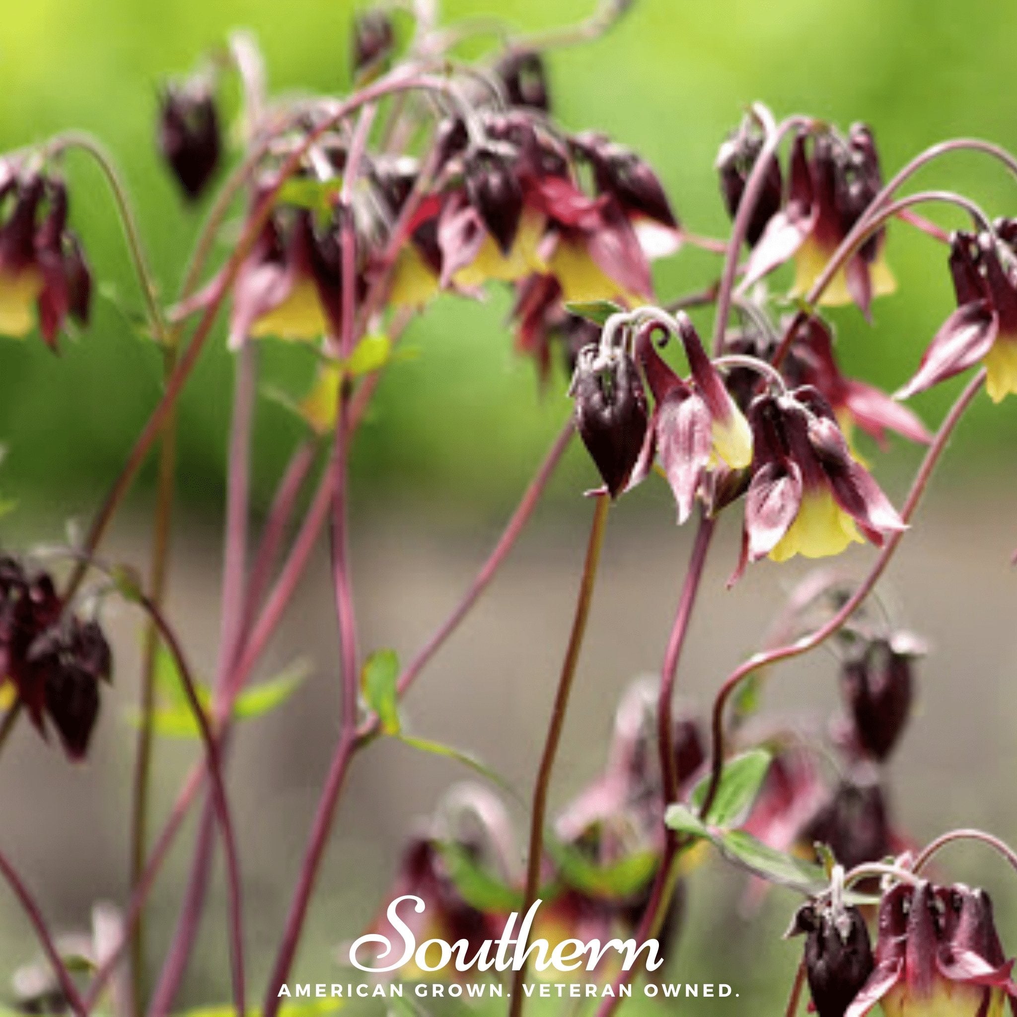 Southern Seed Exchange Columbine, Oriental (Aquilegia oxysepala) - 100 Seeds