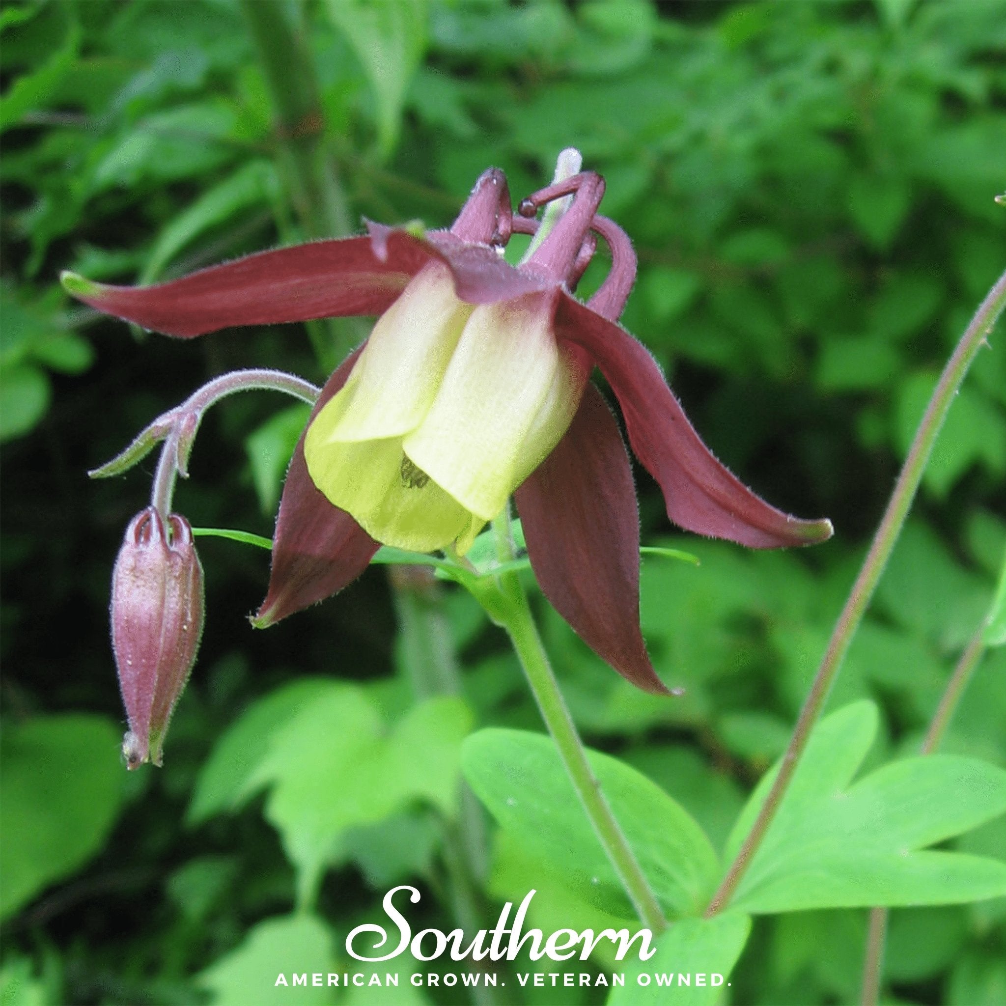 Southern Seed Exchange Columbine, Oriental (Aquilegia oxysepala) - 100 Seeds