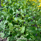 Comfrey, True (Symphytum Officinale) - 25 Seeds - Southern Seed Exchange