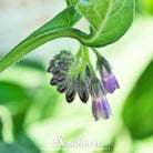 Comfrey, True (Symphytum Officinale) - 25 Seeds - Southern Seed Exchange