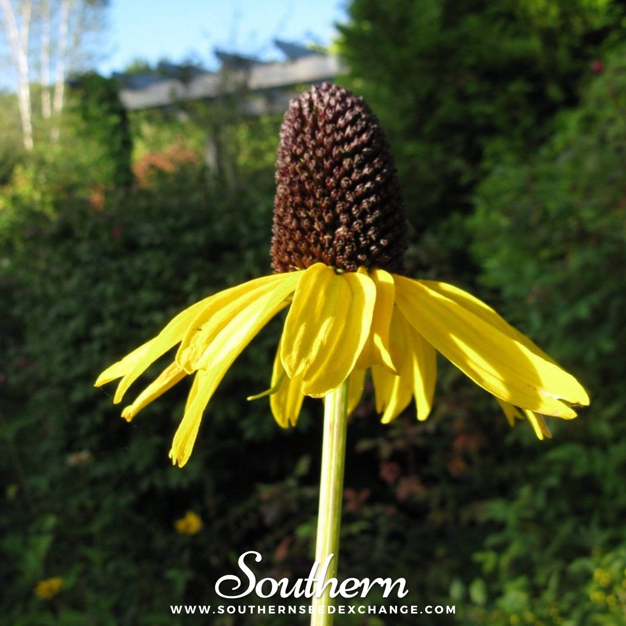 Southern Seed Exchange Coneflower, Great (Rudbeckia maxima) - 100 Seeds