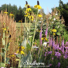 Southern Seed Exchange Coneflower, Great (Rudbeckia maxima) - 100 Seeds