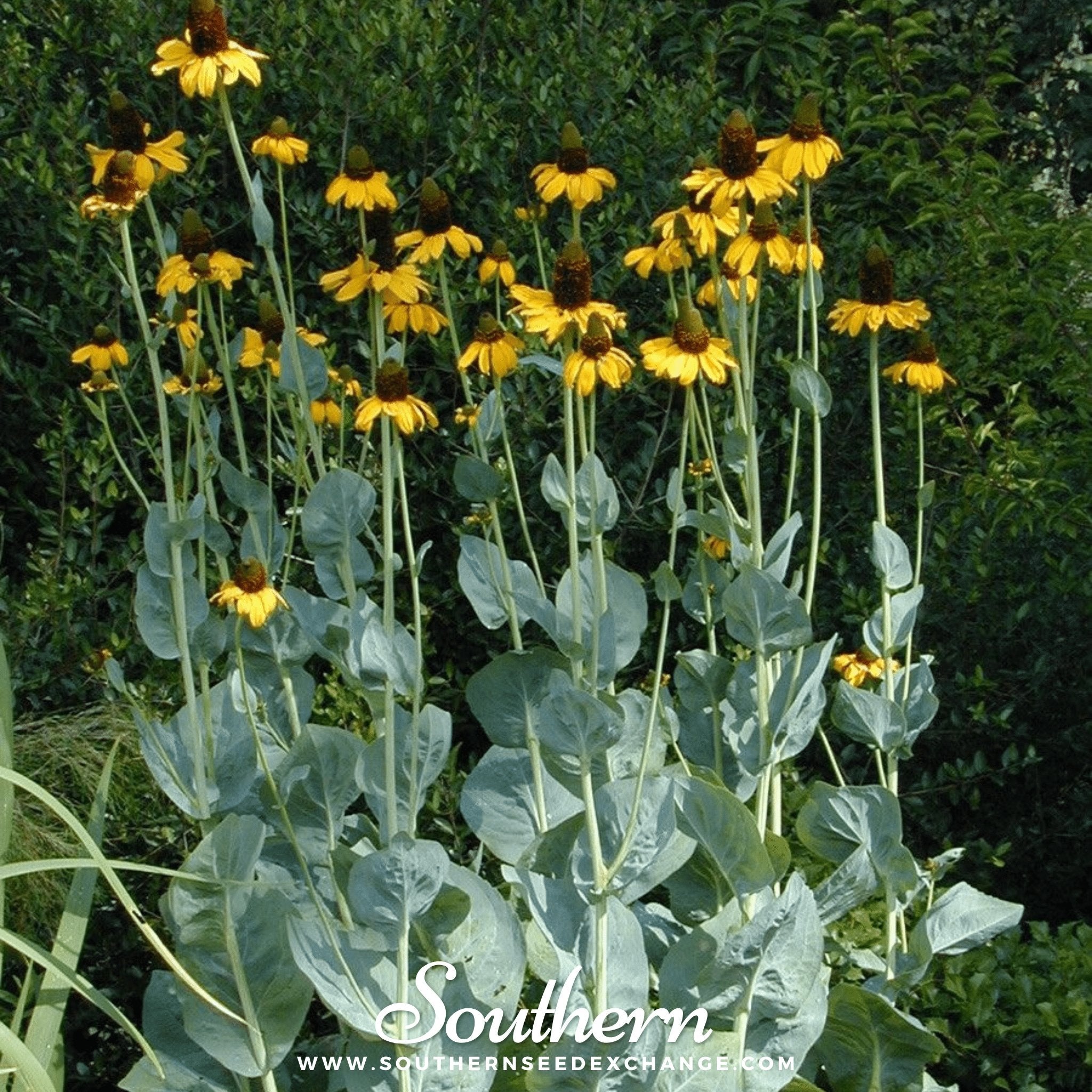 Southern Seed Exchange Coneflower, Great (Rudbeckia maxima) - 100 Seeds