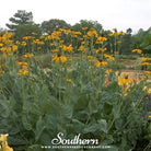 Southern Seed Exchange Coneflower, Great (Rudbeckia maxima) - 100 Seeds