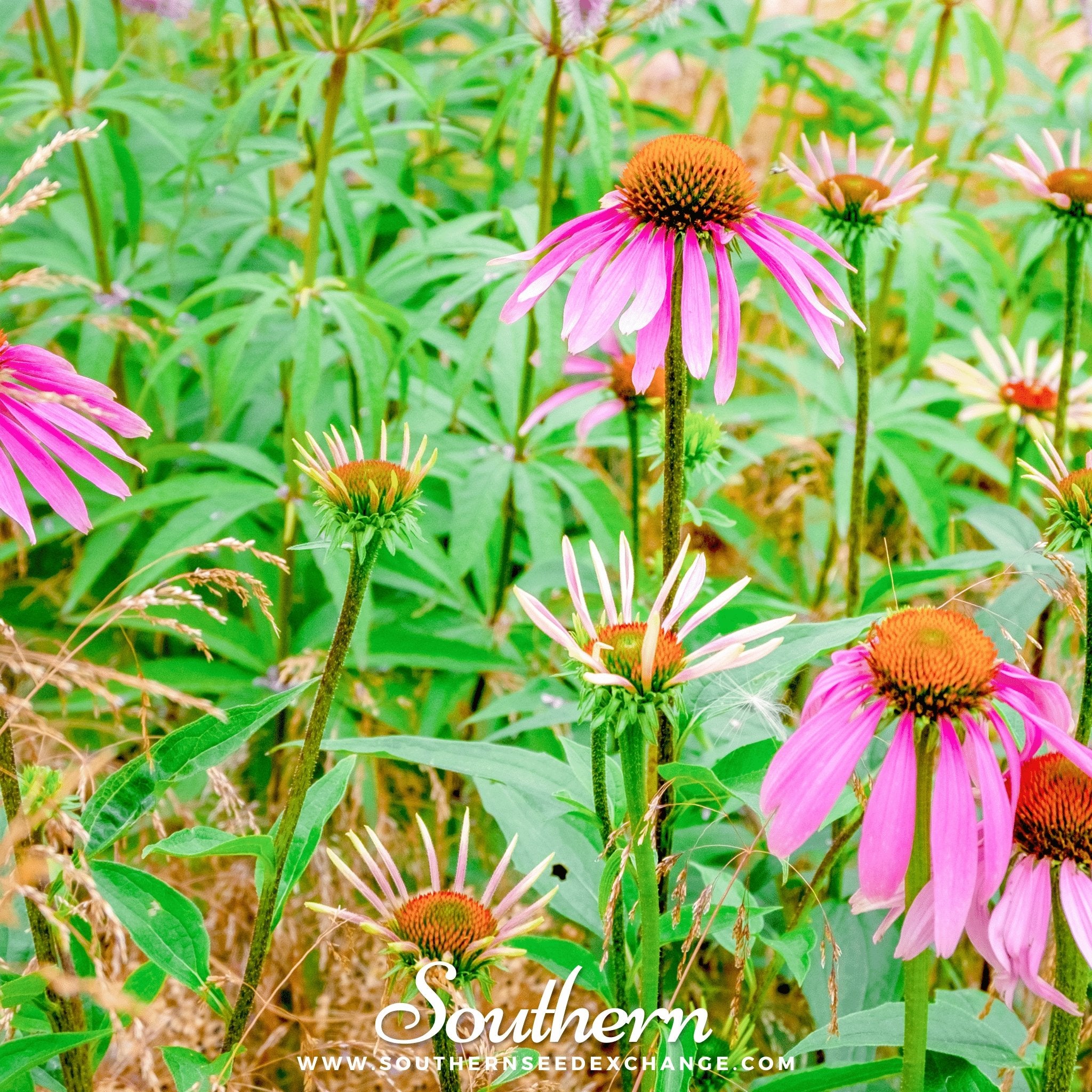 Southern Seed Exchange Coneflower, Purple - Echinacea (Echinacea Purpurea) - 100 Seeds