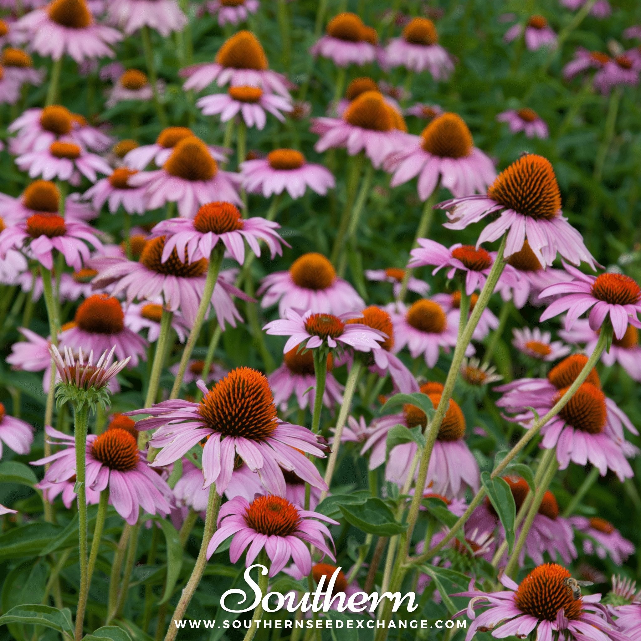 Southern Seed Exchange Coneflower, Purple - Echinacea (Echinacea Purpurea) - 100 Seeds