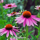 Southern Seed Exchange Coneflower, Purple - Echinacea (Echinacea Purpurea) - 100 Seeds