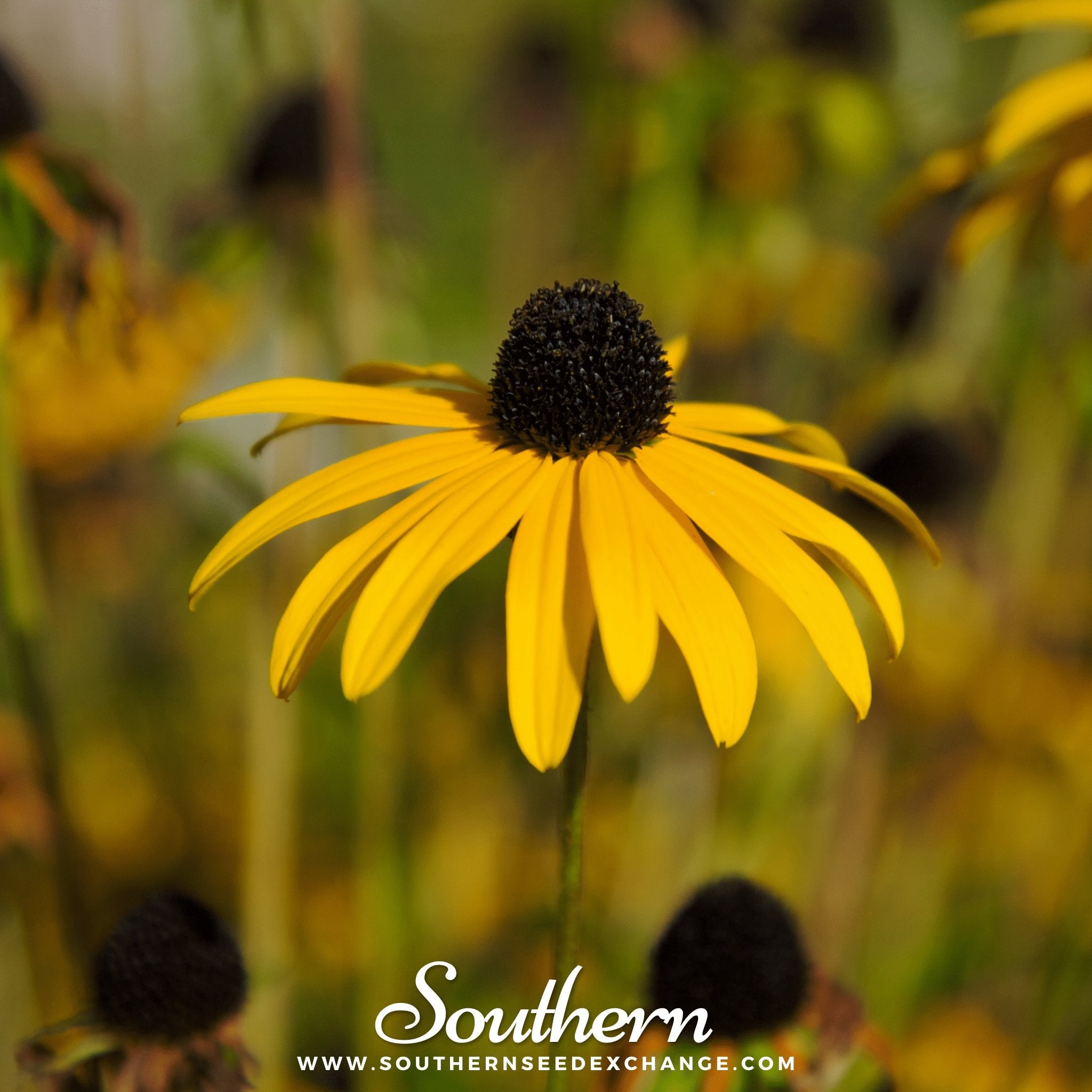 Southern Seed Exchange Coneflower, Yellow (Ratibida pinnata) - 100 Seeds