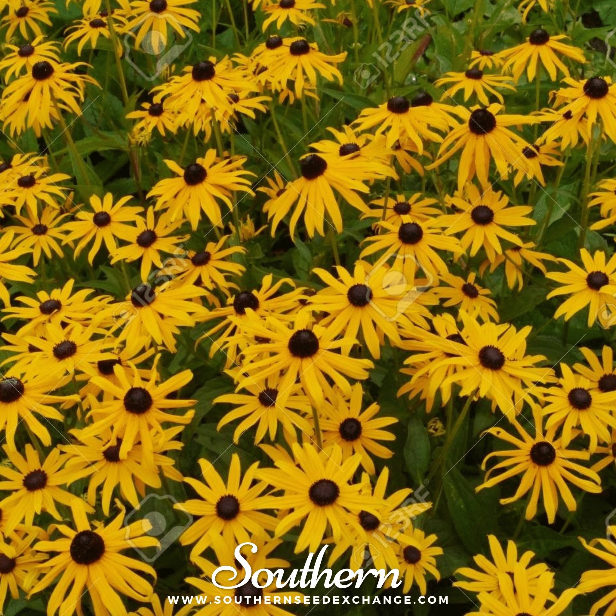 Southern Seed Exchange Coneflower, Yellow (Ratibida pinnata) - 100 Seeds