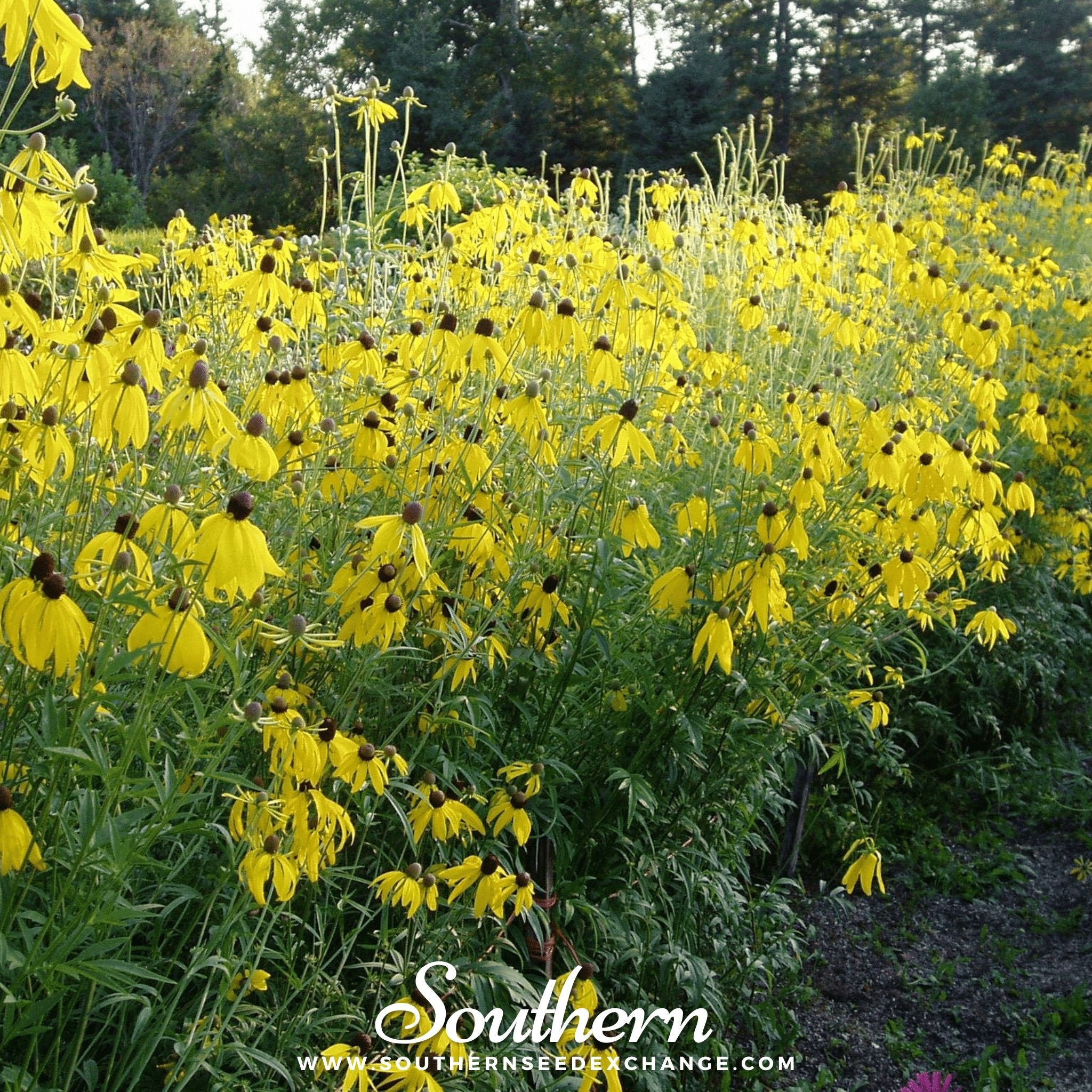 Southern Seed Exchange Coneflower, Yellow (Ratibida pinnata) - 100 Seeds