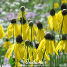 Southern Seed Exchange Coneflower, Yellow (Ratibida pinnata) - 100 Seeds