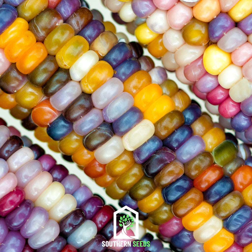 Corn, Glass Gems (Zea mays) - 30 Seeds - Southern Seed Exchange