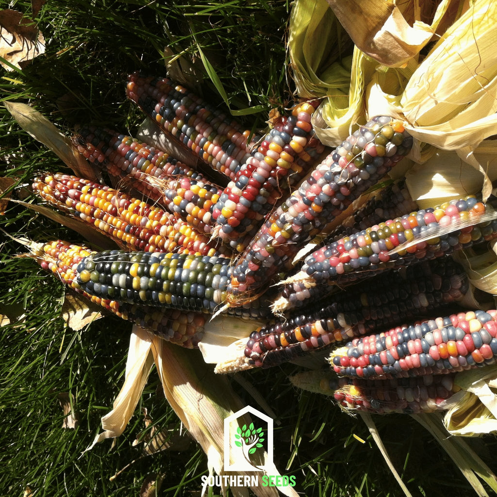Corn, Glass Gems (Zea mays) - 30 Seeds - Southern Seed Exchange