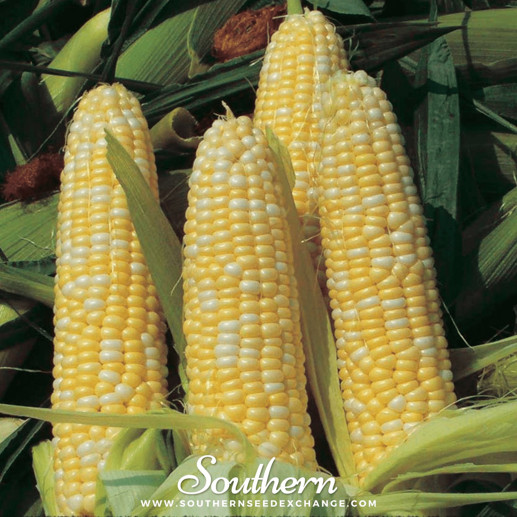 Southern Seed Exchange Corn, Peaches & Cream (Zea mays) - 60 Seeds
