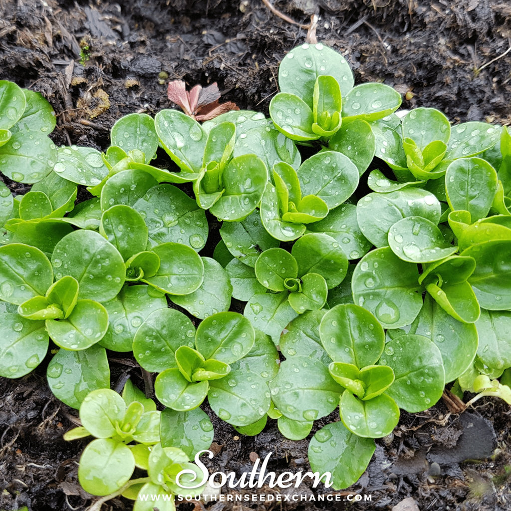 Southern Seed Exchange Corn Salad (Valerianella Locusta) - 100 Seeds
