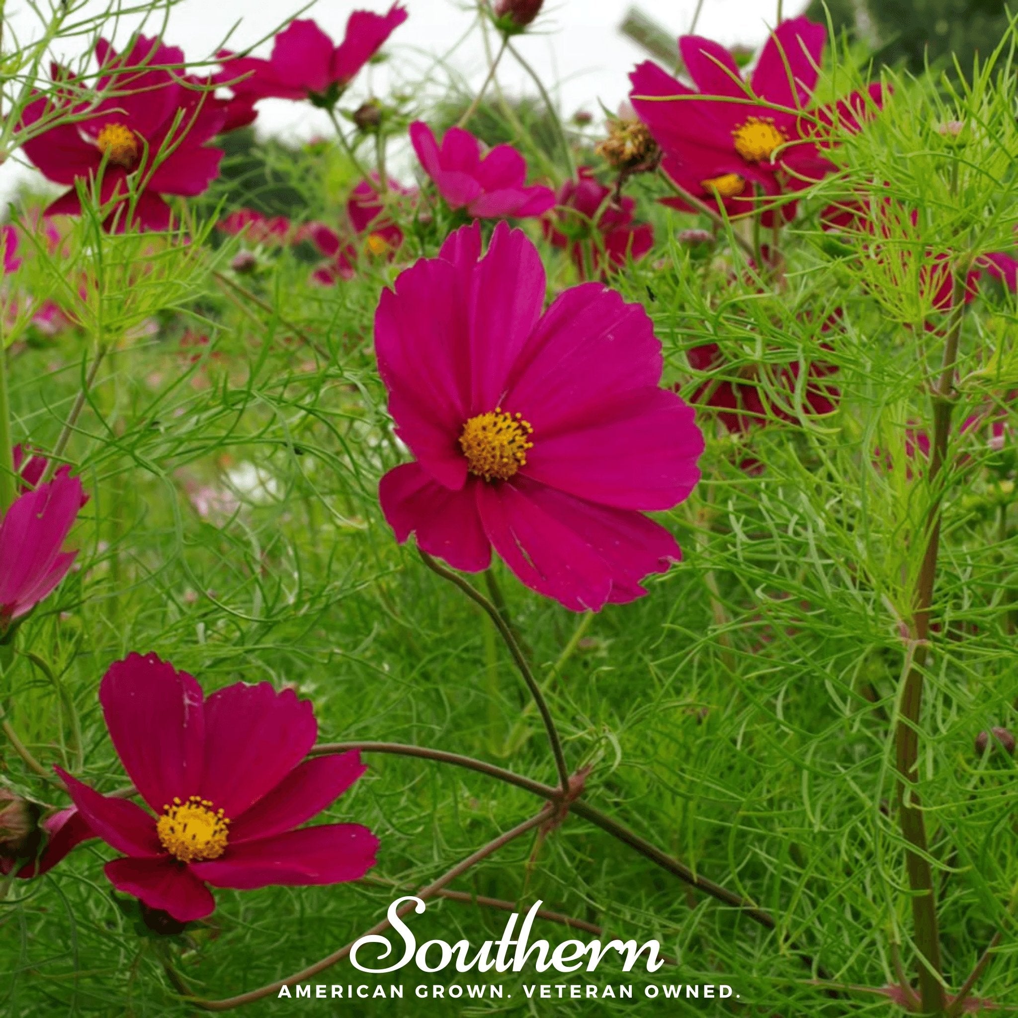 Cosmos, Dazzler (Cosmos bipinnatus) - 100 Seeds - Southern Seed Exchange