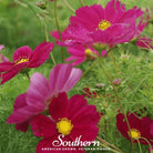 Cosmos, Dazzler (Cosmos bipinnatus) - 100 Seeds - Southern Seed Exchange