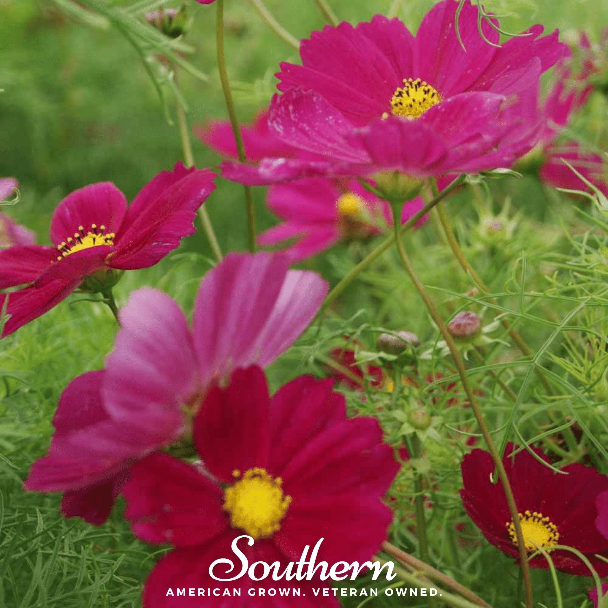 Cosmos, Dazzler (Cosmos bipinnatus) - 100 Seeds - Southern Seed Exchange