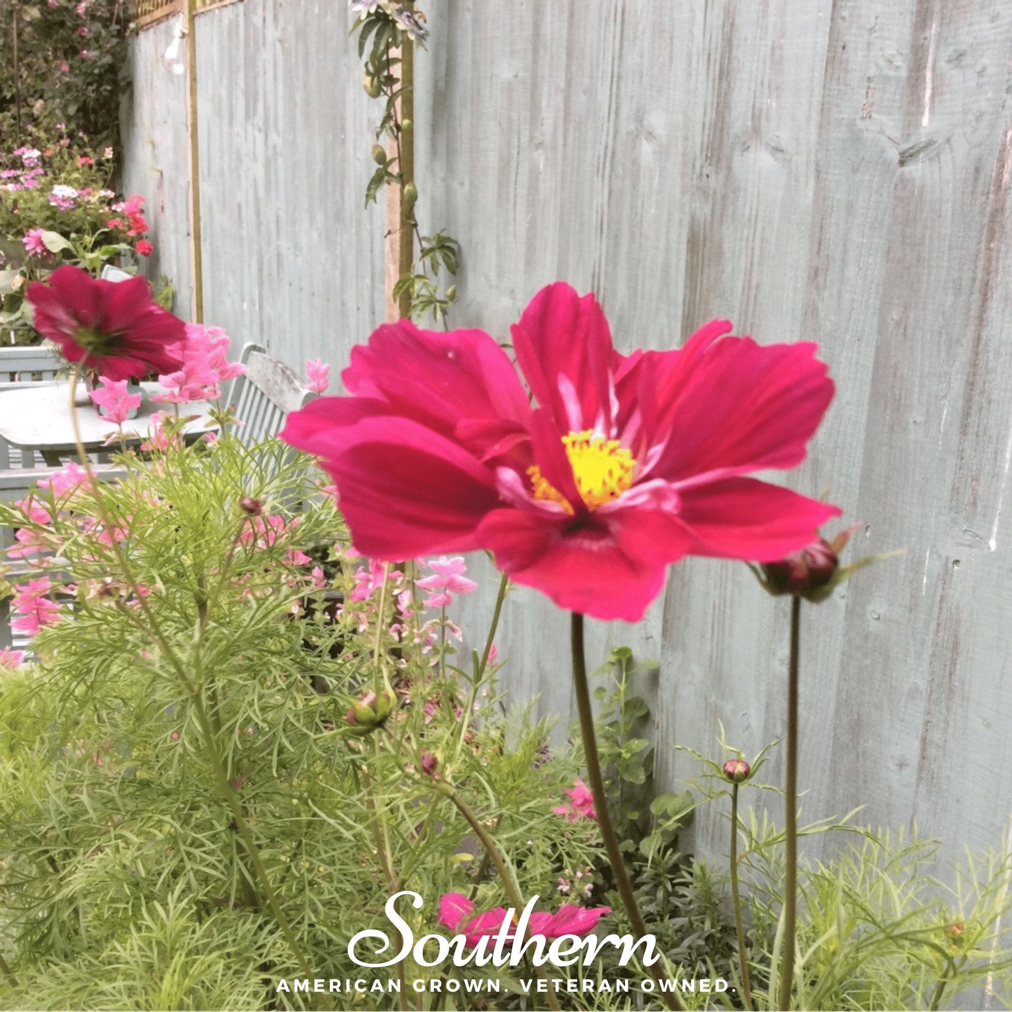 Cosmos, Dazzler (Cosmos bipinnatus) - 100 Seeds - Southern Seed Exchange