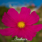 Cosmos, Dazzler (Cosmos bipinnatus) - 100 Seeds - Southern Seed Exchange