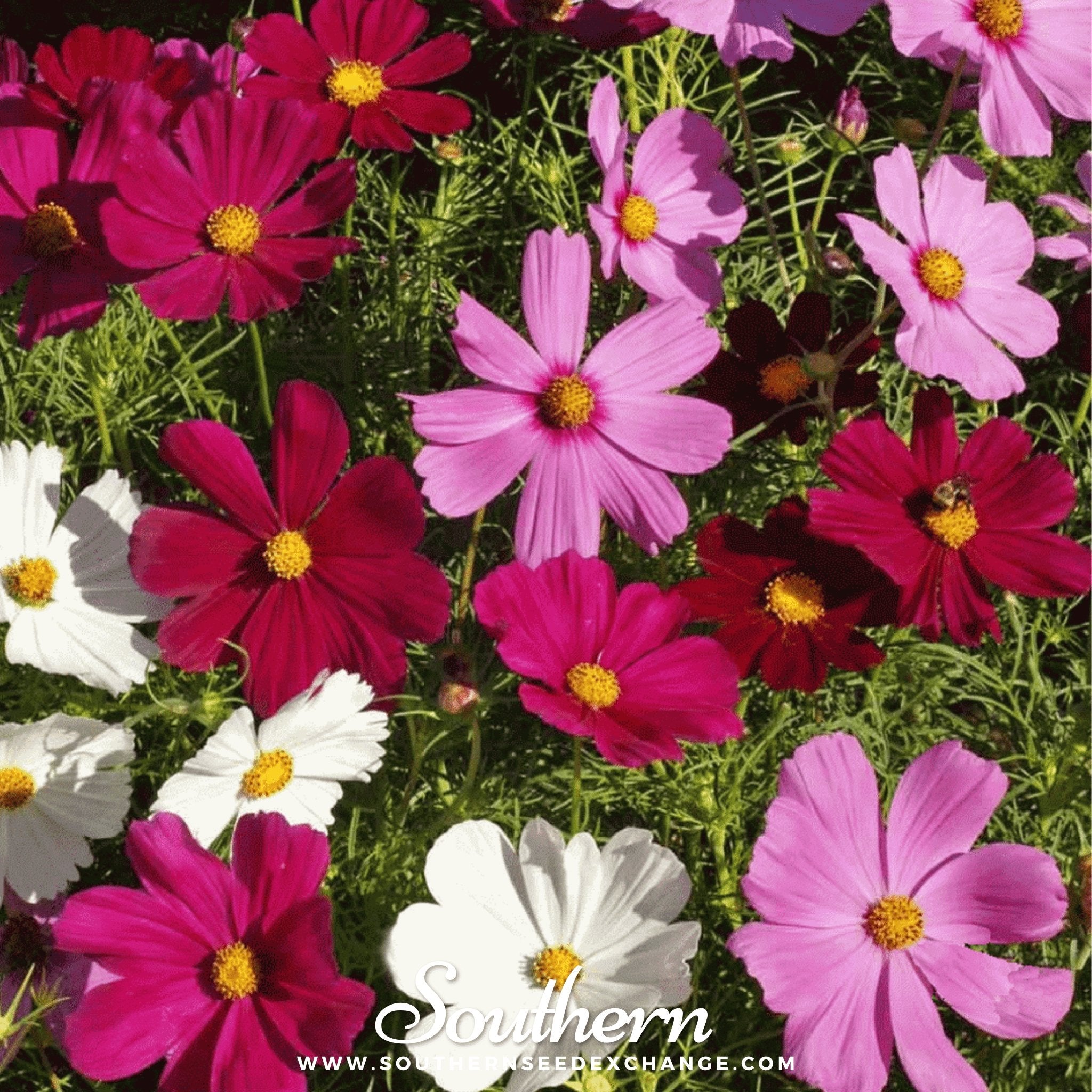 Southern Seed Exchange Cosmos, Dwarf Mix (Cosmos bipinnatus) - 100 Seeds