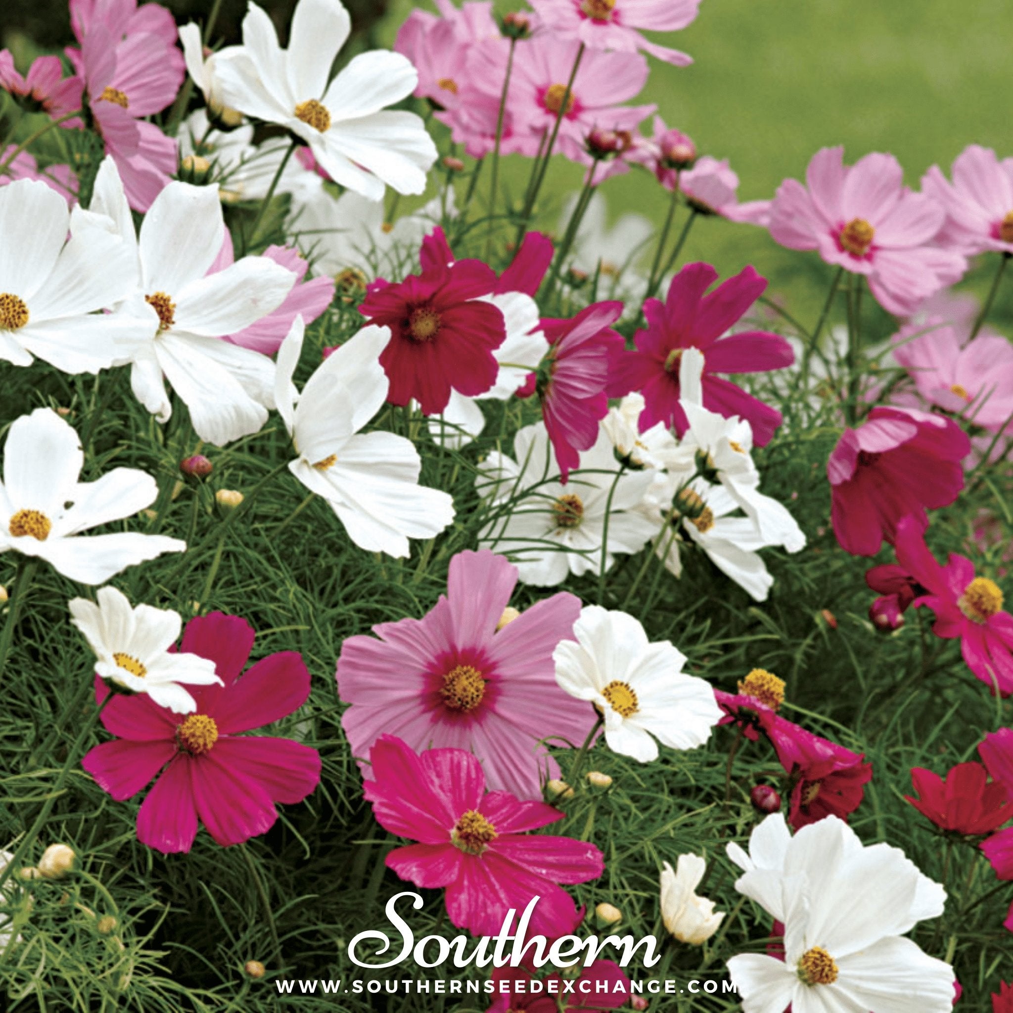 Southern Seed Exchange Cosmos, Dwarf Mix (Cosmos bipinnatus) - 100 Seeds