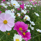 Southern Seed Exchange Cosmos, Dwarf Mix (Cosmos bipinnatus) - 100 Seeds