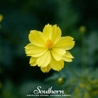 Cosmos, Lemon Sulphur Dwarf (Cosmos sulphureus) - 100 Seeds - Southern Seed Exchange