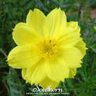 Cosmos, Lemon Sulphur Dwarf (Cosmos sulphureus) - 100 Seeds - Southern Seed Exchange