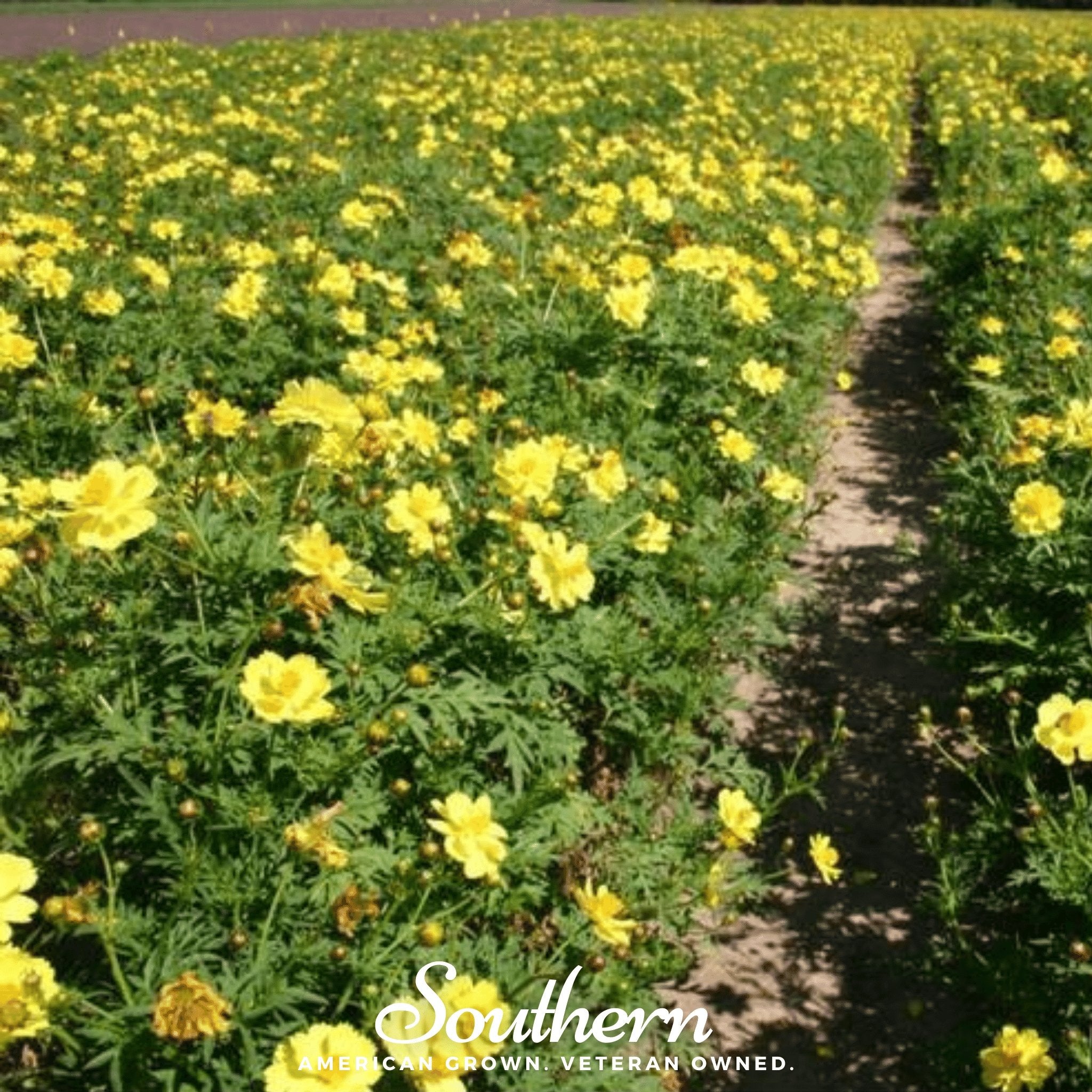 Cosmos, Lemon Sulphur Dwarf (Cosmos sulphureus) - 100 Seeds - Southern Seed Exchange