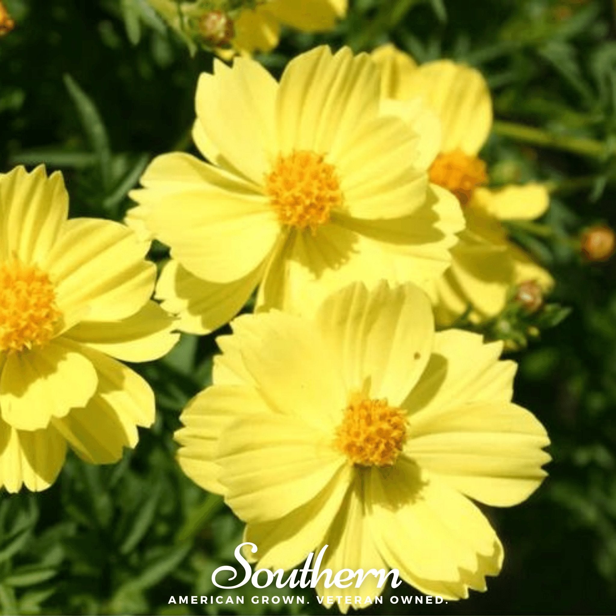 Cosmos, Lemon Sulphur Dwarf (Cosmos sulphureus) - 100 Seeds - Southern Seed Exchange